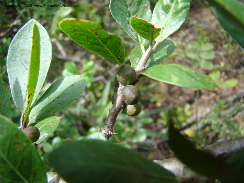 Bursera ariensis, NMartinezM2414--MX. Chiapas. Jiquipilas. Cerro el Campanario. 14 Sep 08. 107.jpg