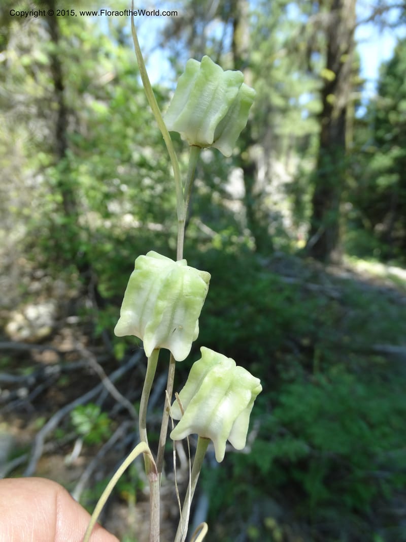 Fritillaria atropurpurea, Davidson, C 12560--Idaho. Valley Co. Payette Lake. Sylvan Beach. 12 Jul 2014. DSC09429 (82).JPG