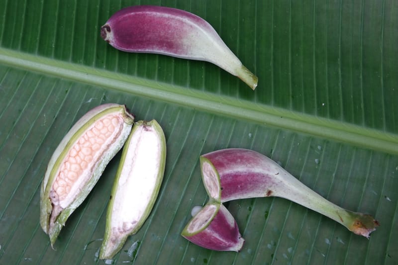Musa formosana, Chung Kuo-Fang 3351--Taiwan. Wulai Distr. Wulai village. Hsing Hsian Trail. 19 May 2016. DSC03046 (156).JPG