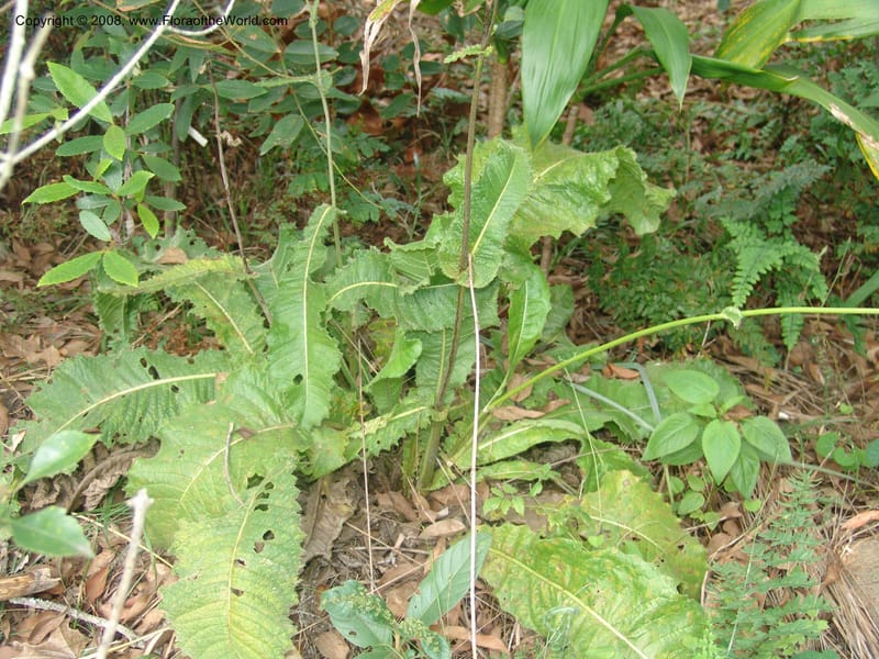 Berkheya--So.Africa. Moumalanga. Karino. Whyte Thorne. 19 Mch 05. 128.jpg