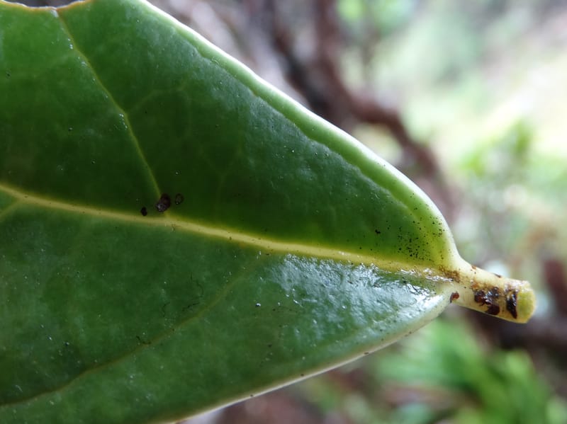 Oxera crassifolia, Munzinger, J 7429--New Caledonia. Mont Humboldt. 14 Nov 2015. DSC02401 (278).JPG