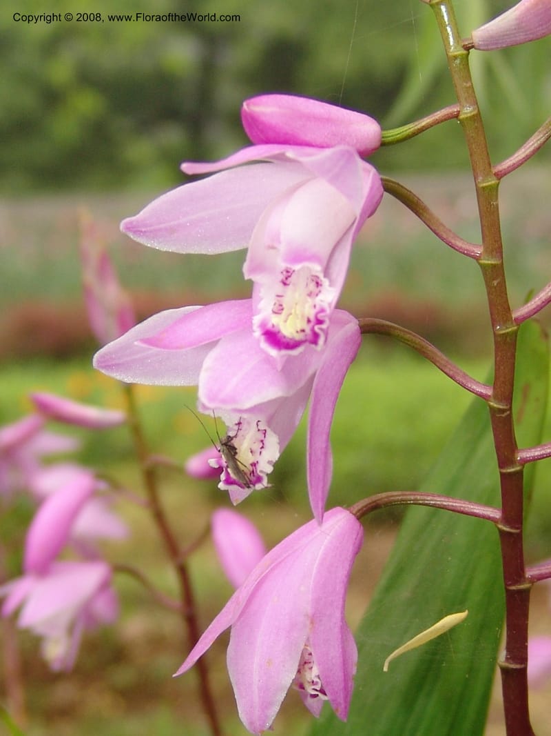 Bletilla striata, 040480401--China. Hubei. Wuhan Botanical Garden. 16 Apr 07. 180.jpg