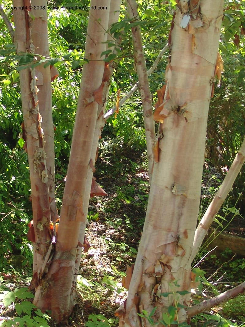 Betula albosinensis, 1988.169--CA. Quarryhill Botanical Garden. 5 Jul 07. 075.jpg