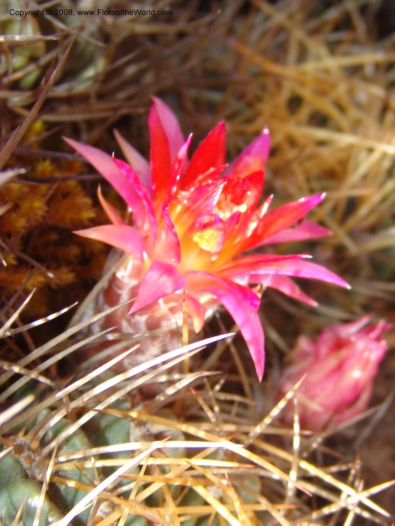 Echinopsis maximiliana, AAraujoM3008--Bolivia.  Prov.B.Saavedra. Charazani to La Paz. 20 Sep 06. 042.jpg