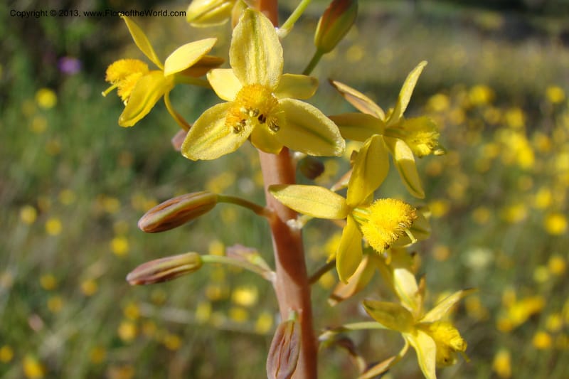 Bulbine praemorsa, C. Davidson 11582--South Africa. Northern Cape. Papkuilsfontein. 26 Aug 09. 242 (16).jpg