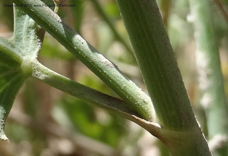 Asteriscium chilensis, Davidson, C 12819--Chile. Ruta J-55 east of Talca. 27 Nov 2014. DSC08479 (73).JPG