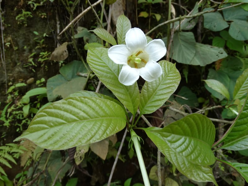 Euclinia longiflora, Davidson, C 12348--Cameroon. Ekondo Titi to Ekondo Nene. 21 Mar 2014. DSC02995 (34).JPG