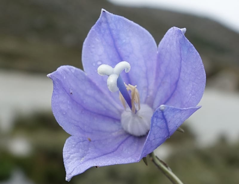 Adenophora jasionifolia, D. Boufford 44018--China. Sichuan. Daocheng Xian. 14 Aug 2017. DSC05676 (165).JPG