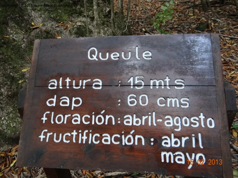 Gomortega keule, W. D. Stevens 34081--Chile, R N  Los Queules, 15 Feb 2013  8107 (15).JPG