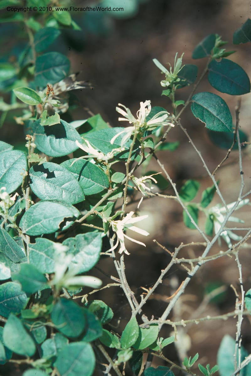Loropetalum chinense--CA. Los Angeles St. and County Arbor.  May 75. 001.jpg