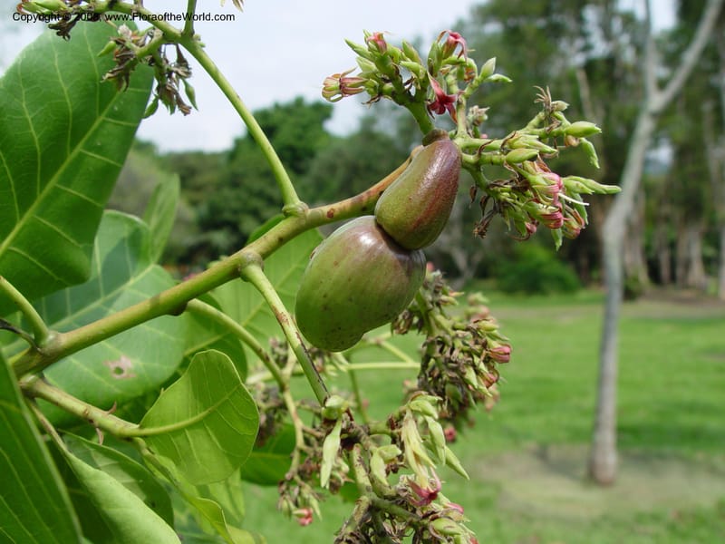 Anacardium occidentale--Cameroon. Limbe Botanic Garden. 4 Dec 03. 149.jpg