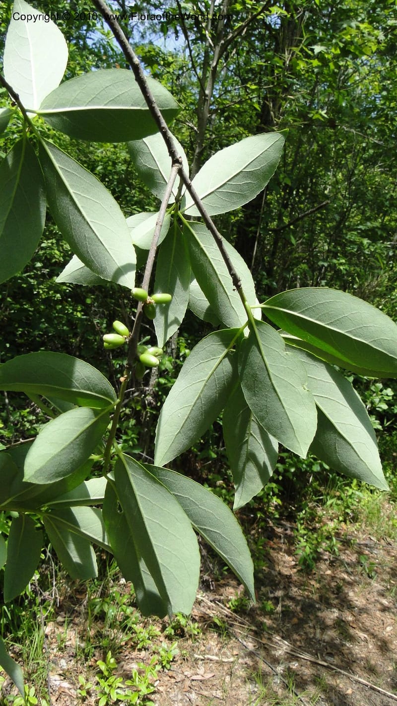 Symplocos tinctoria, Mori 27399--North Carolina. Johnson Co. Hwy 50. SE of Benson. 21 May 2010. 091 (94).jpg