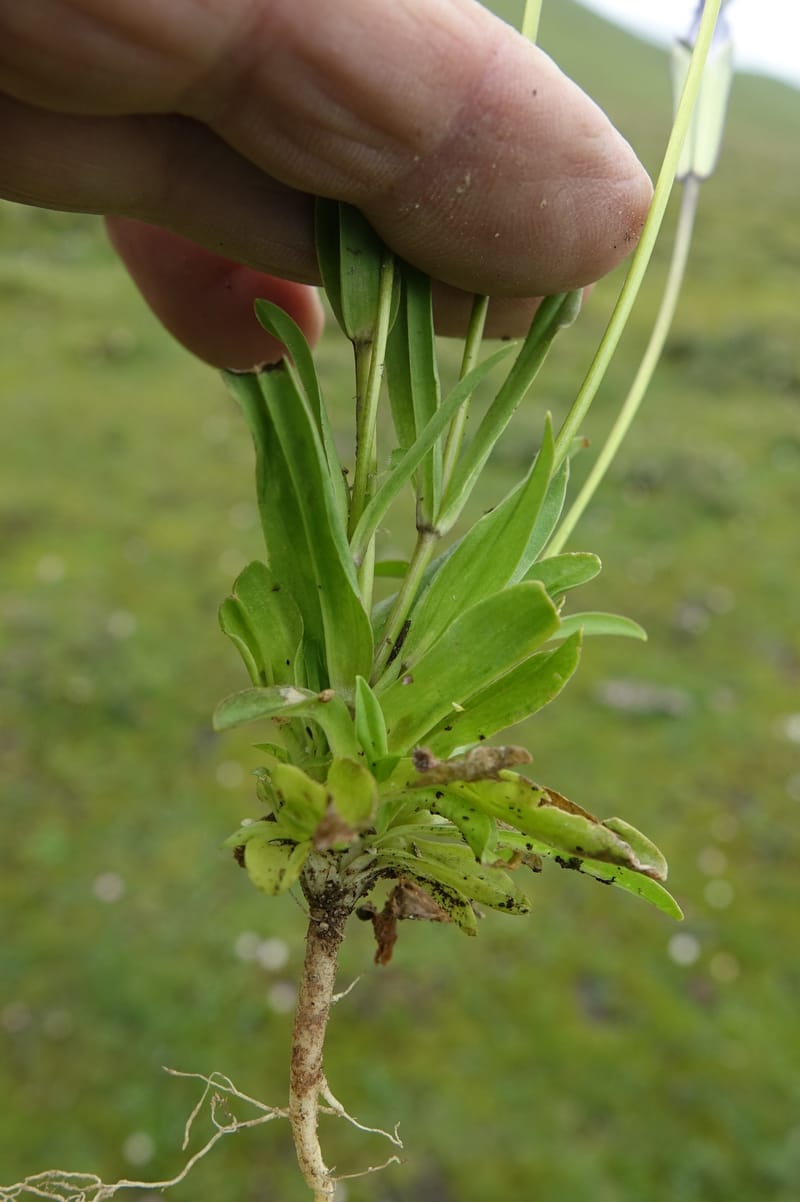 Gentianopsis paludosa var paludosa, D. Boufford 44046--China. Sichuan. Yajiang Xian, between Litang and Yajiang. 16 Aug 2017. DSC06537 (53).JPG