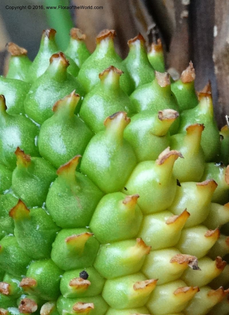 Pandanus borneensis, Callmander, M 1186--Sabah. G. Silam. 1 Oct 2014. DSC00937 (182).JPG
