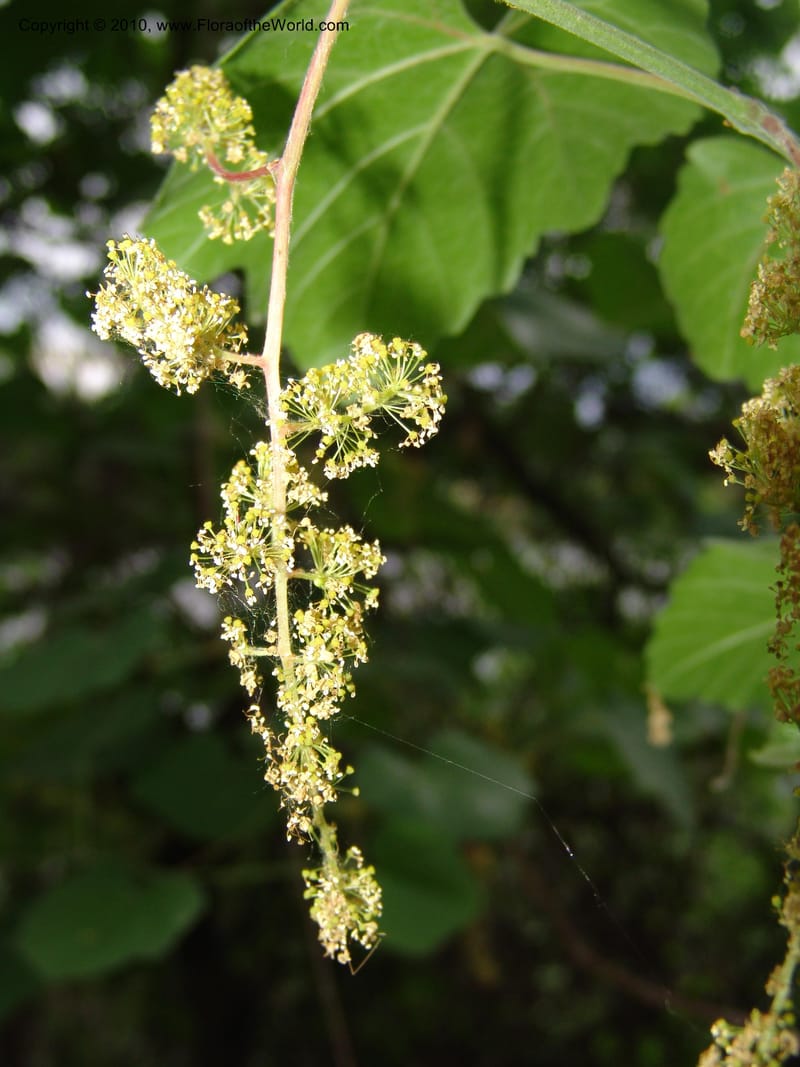 Vitis californica--CA. McConnell Arboretum, Redding. 4 Jun 07. 320.jpg