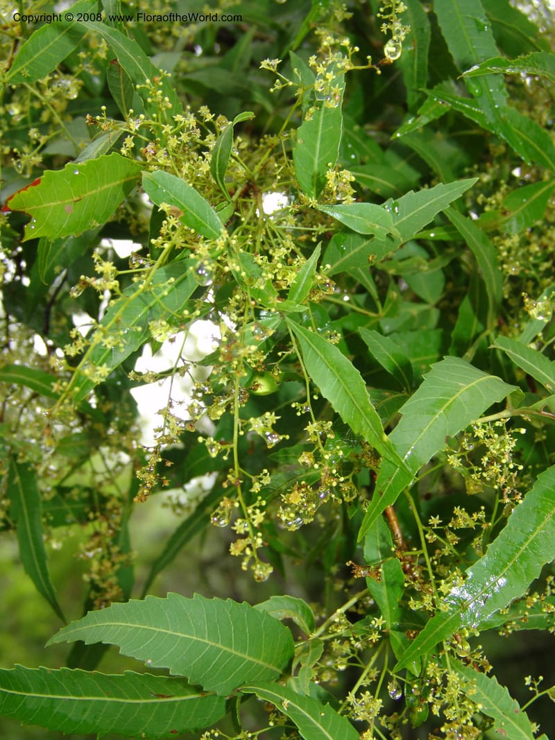 Rhus leptodictya--So.Africa. Lowveld Nat. Bot. Gard. 14 Mch 05. 100.jpg