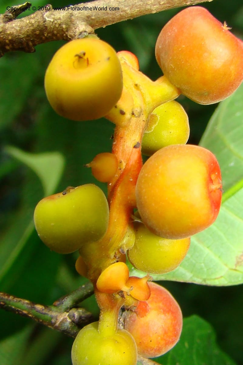 Sorocea, Vasquez 34748--Peru. Loreto. Dist. Nauta. Miraflores, Rio Tigre. 9 Nov 08. 279.jpg