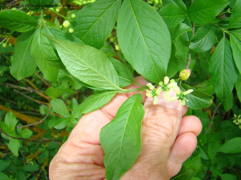 Euonymus europaeus, C. Davidson 11171--Slovenia, Notranjska Region, Meadow near Planina and Unica River, 16 May 2008. 067 (5).jpg