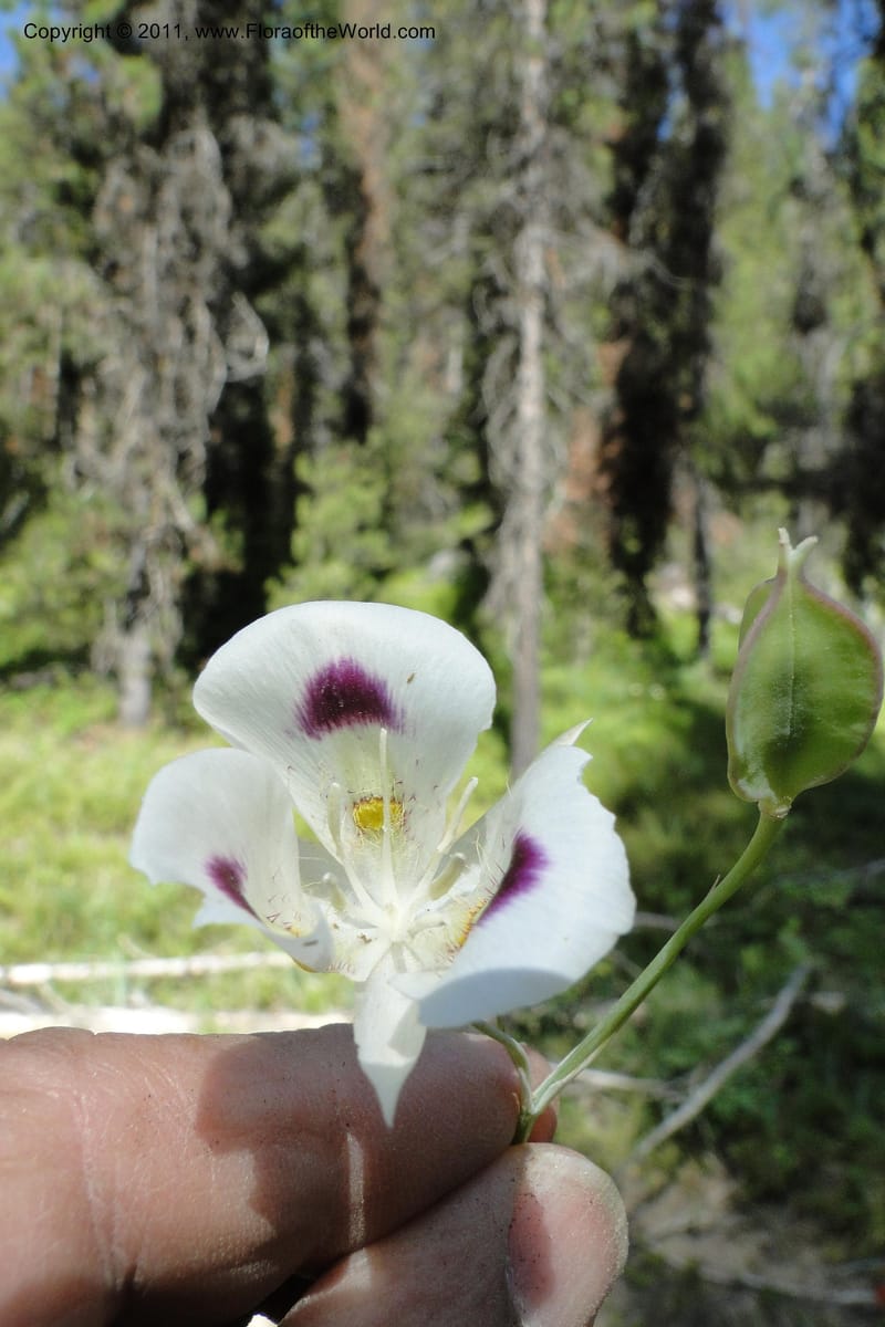 Calochortus eurycarpus, Davidson, C 11905--ID. Valley Co. Lick Creek Rd. 13 Aug 2011. 098 (18).jpg
