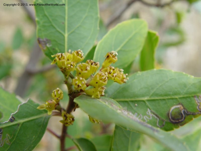Rhamnus alaternus--Spain. Gran.Prov. 4 km S Jct. Albondon-Albunol, C333. 1 (51).jpg