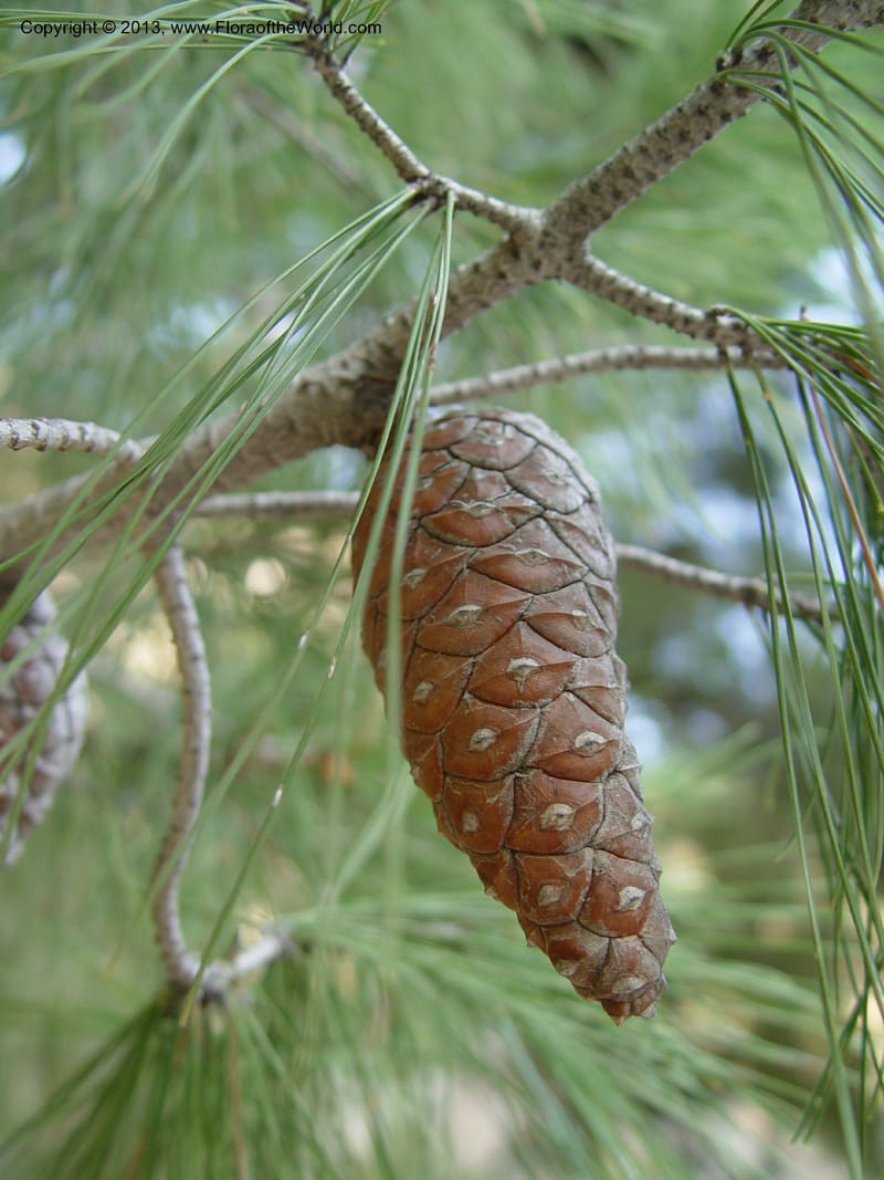 Pendent seed cone hanging from a leafy pine branch