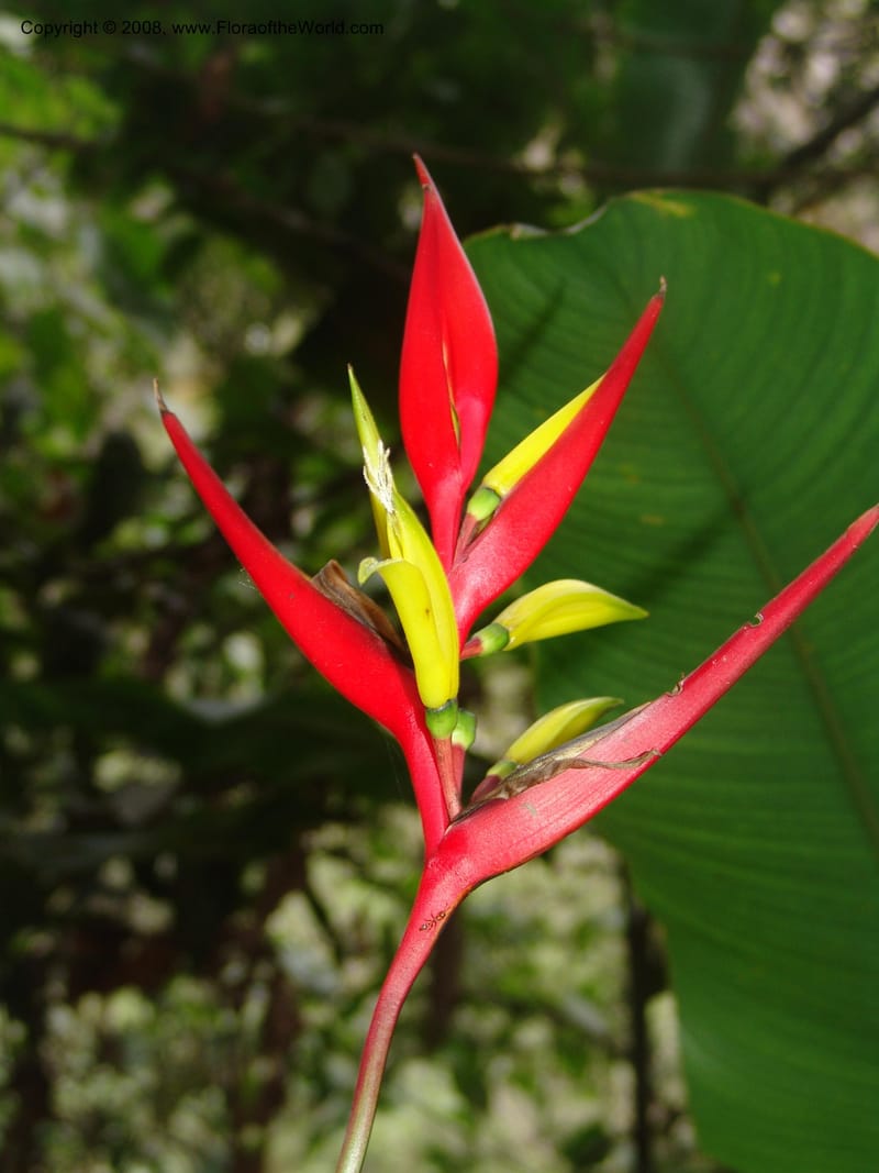 Heliconia affinis--Peru. Edo. Cuzco. Jard. Bot. at Machu Picchu. 27 Oct 05. 003.jpg