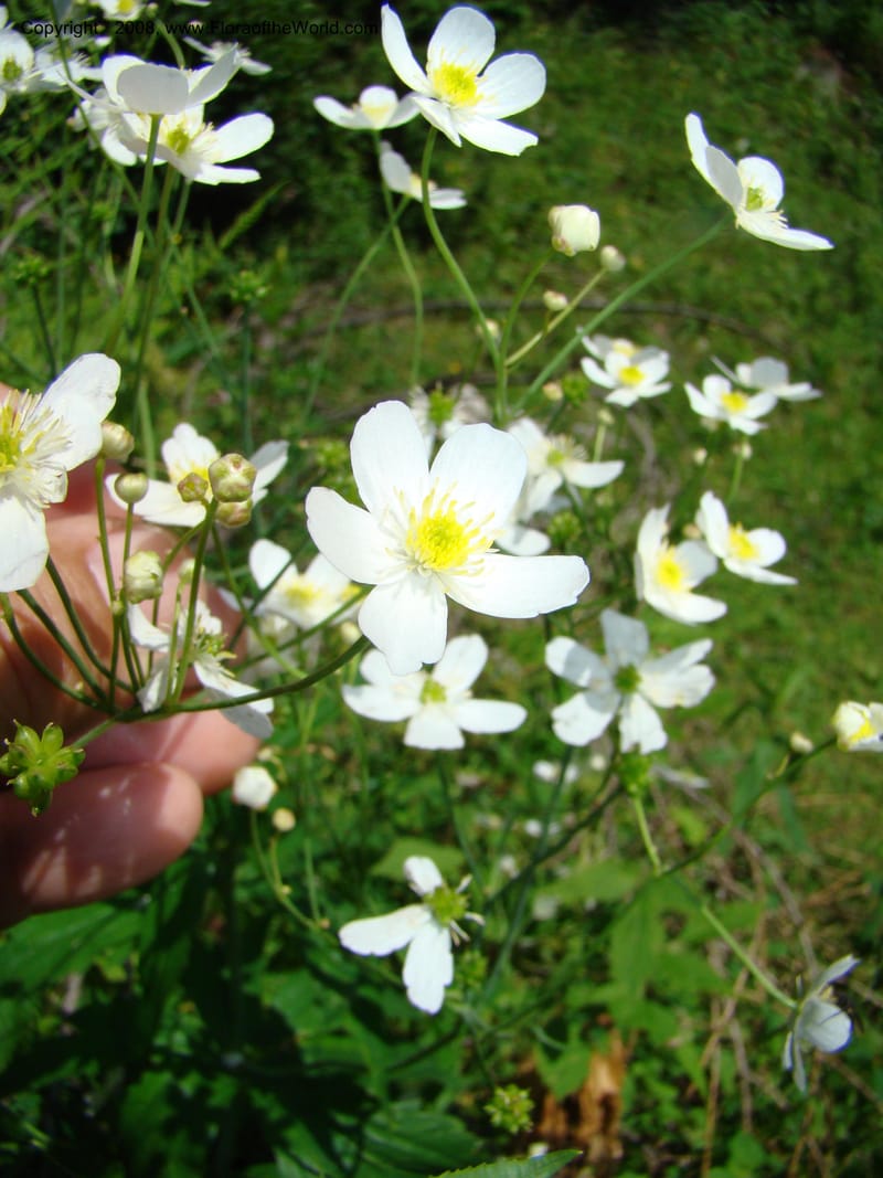 Ranunculus aconitifolius, CDavidson11256--Slovenia. Gorenska Reg. Velika Planina. 6 Jul 08. 172.jpg