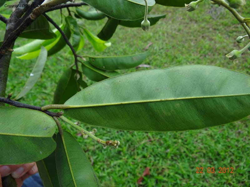 Gonystylus confusus, Callmander, M 996--Singapore, Upper Seletar Park, 22 Mar 2012  DSC04242 (20).JPG