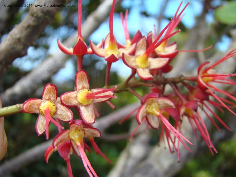 Geissois montana,  Munzinger, J 4773--New Caledonia, Prov N, Col d'Amoss,  14 Nov 2007, 051 (16).jpg