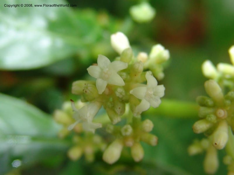 Psychotria ipecacuanha--France. Nancy. Jard. Bot. Montet. 2 May 05. 037.jpg