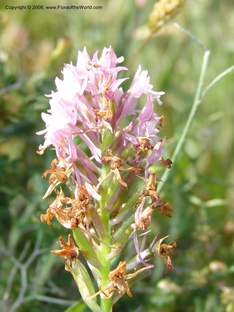 Anacamptis pyramidalis--Crete. Ep. Kisamos. Sirikari Gorge. 25 May 05. 089.jpg