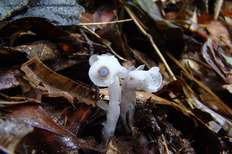 Monotropa uniflora, Regalado 1652--Viet Nam. Lao Cai Prov. Sa Pa Distr. Hoang Lien Son. 6 Apr 09. 347 (9).jpg