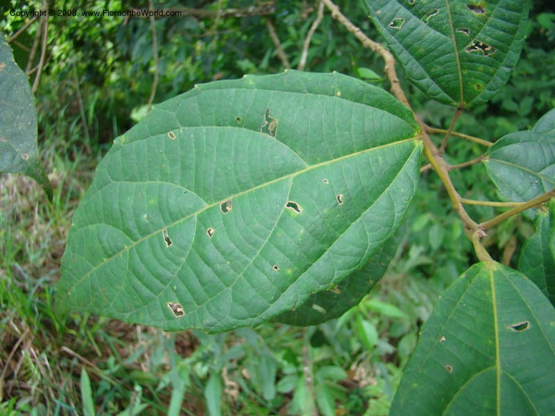 Alchornea, RAguilar11187--Costa Rica. Puntar. Osa. Los Mogos. 17 Apr 08. 215.jpg