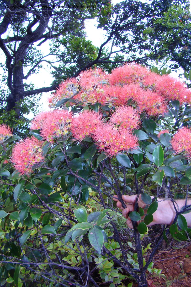 Metrosideros nitida, M. Callmander 807--New Caledonia. Mont Dore. 20 Jan 2010. 001 (228).jpg