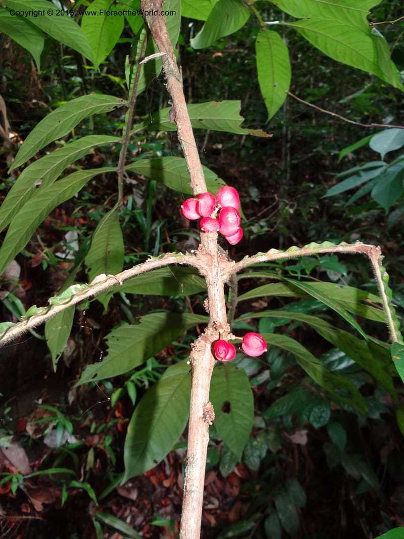 Lepisanthes ramiflora, Buerki 324--Malaysia, Sarawak. Bako Nat. Park. Lintang Trail. 30 Mar 2012.  NDSC06186 (168).JPG