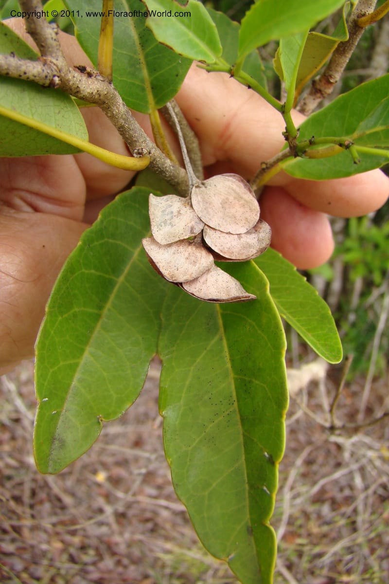 Homalium involucratum, Razafindraibe 190--Madagascar. Prov. Fianarantsoa. RN 12. 14 Jan 09. 019 (1).jpg