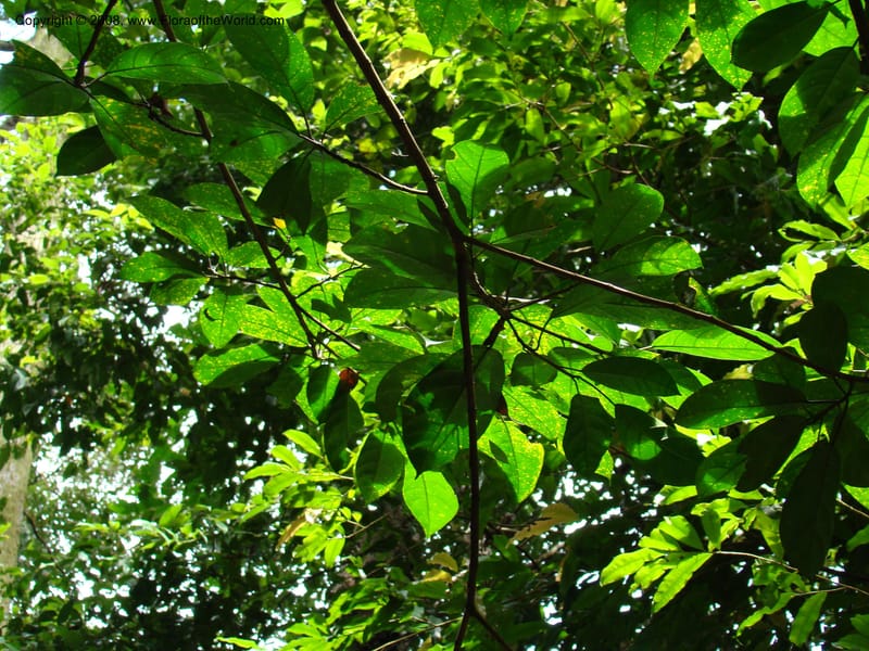 Ficus--Singapore. Bukit Timah Reserve. 8 Mch 08. 041.jpg