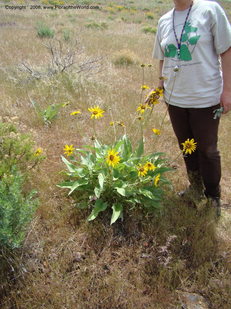 OR. Malheur Co. Leslie Gulch. 1 Jun 08. 188.jpg