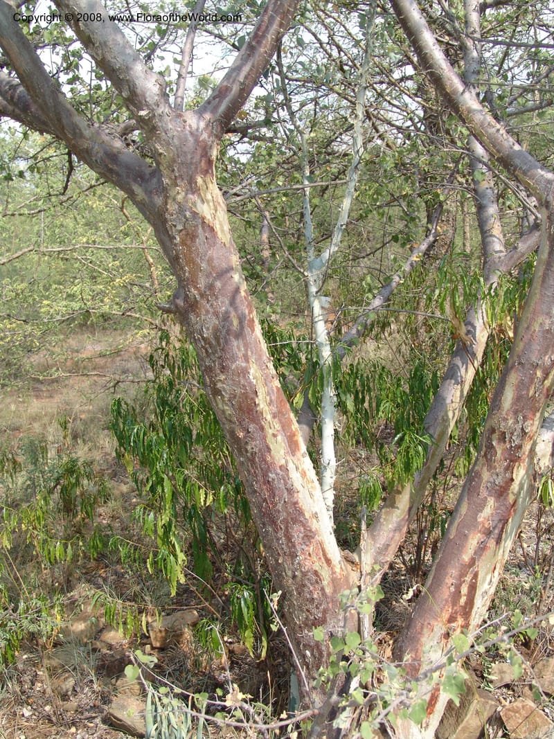 Sterculia rogersii--So.Africa. Mpumal. twd Steelpoort. 16 Mch 05. 039.jpg