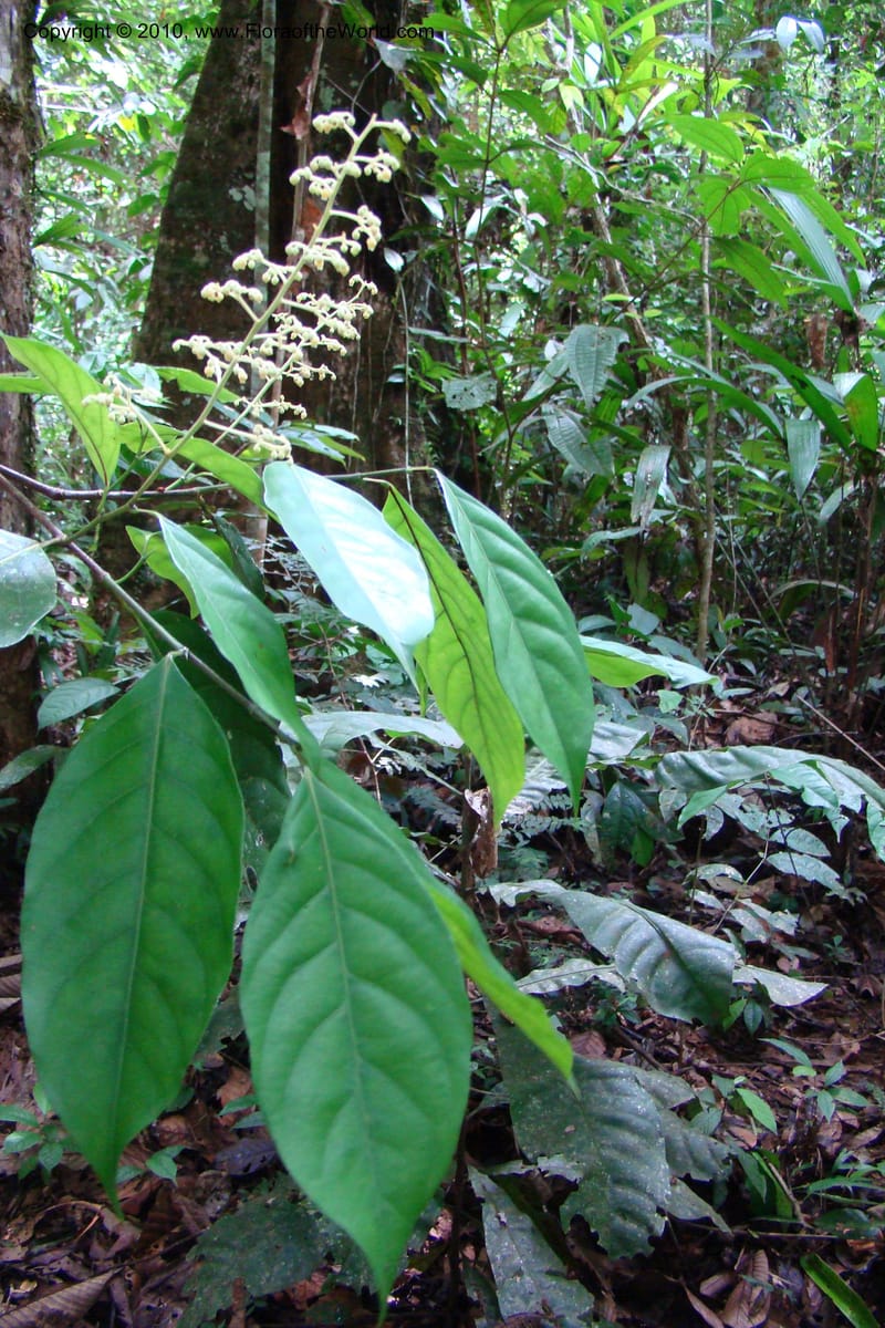 Rinorea guianensis, RVasquez35043--Peru. Loreto. Dto. Iquitos. Res. Allpahuayo-Mishana. 19 Nov 08. 216.jpg