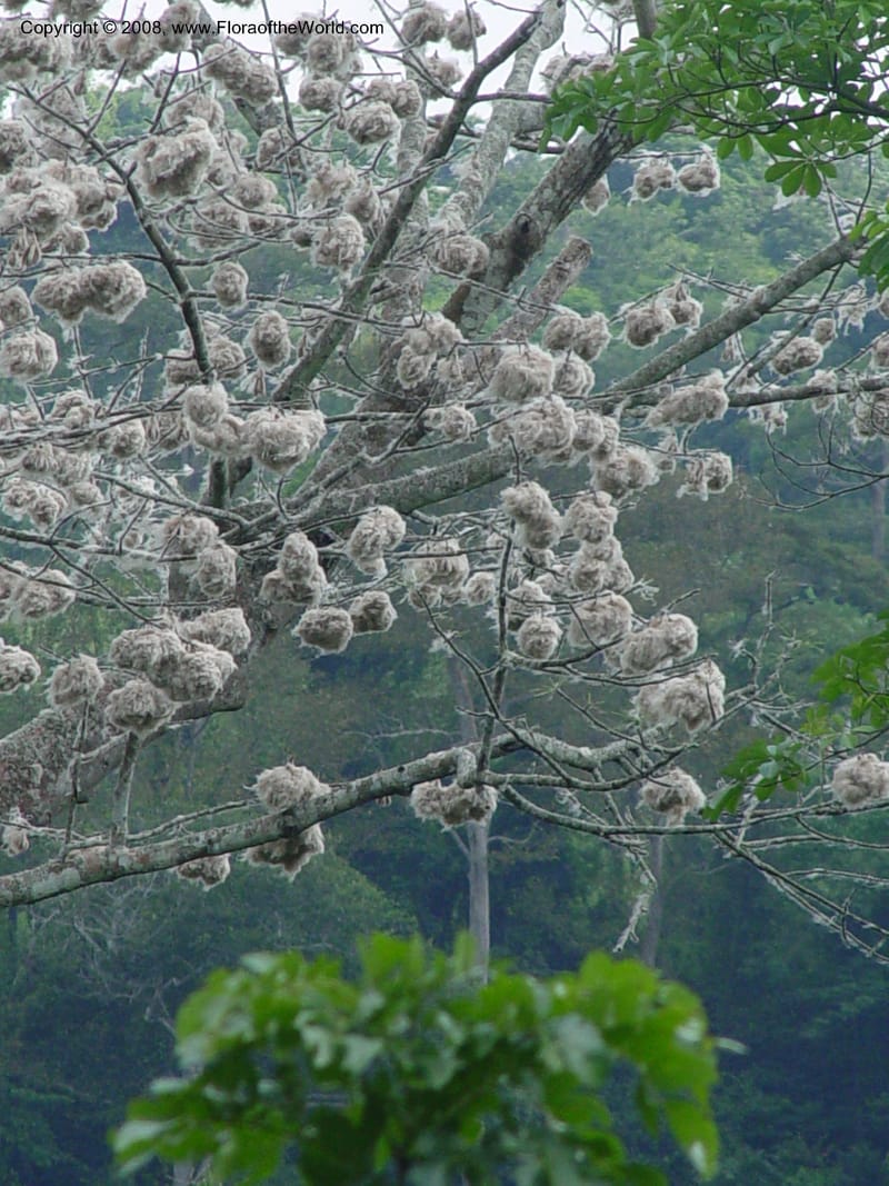 Ceiba pentandra--Ghana. Aburi Hills. Near Larteh, e. of Aburi. 13 Dec 03. 005.jpg