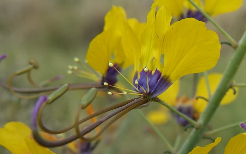 Cleome angustifolia subsp. diandra, L. Nanyeni 1140--Namibia. Avis Dam. 15 Mar 2018. DSC00541 (9).JPG