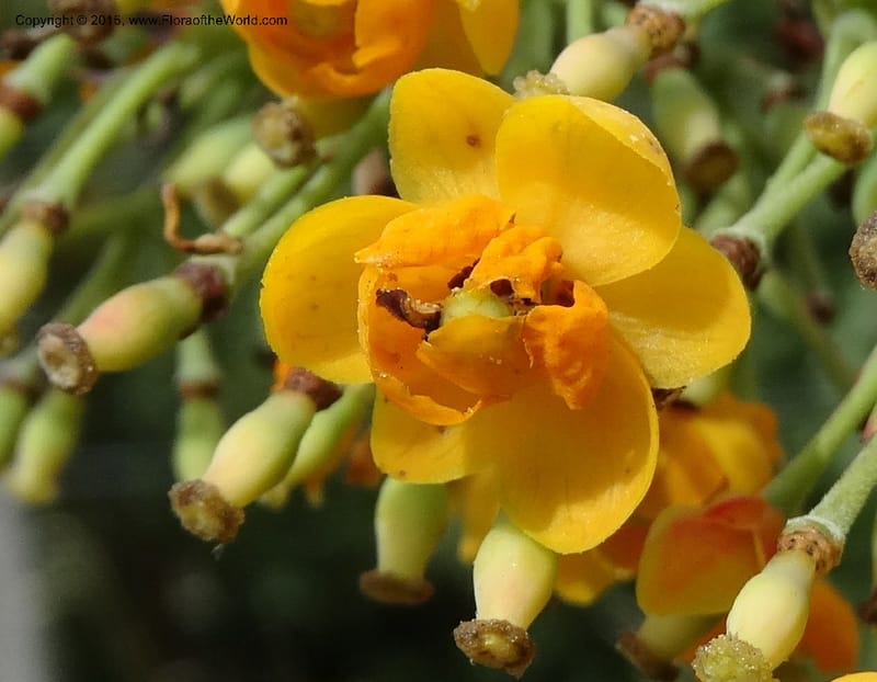 Berberis jamesonii, Ulloa, C 2504--Ecuador. Antesana. Lga. Sta. Lucia. 24 Apr 2015. DSC02778 (147).JPG