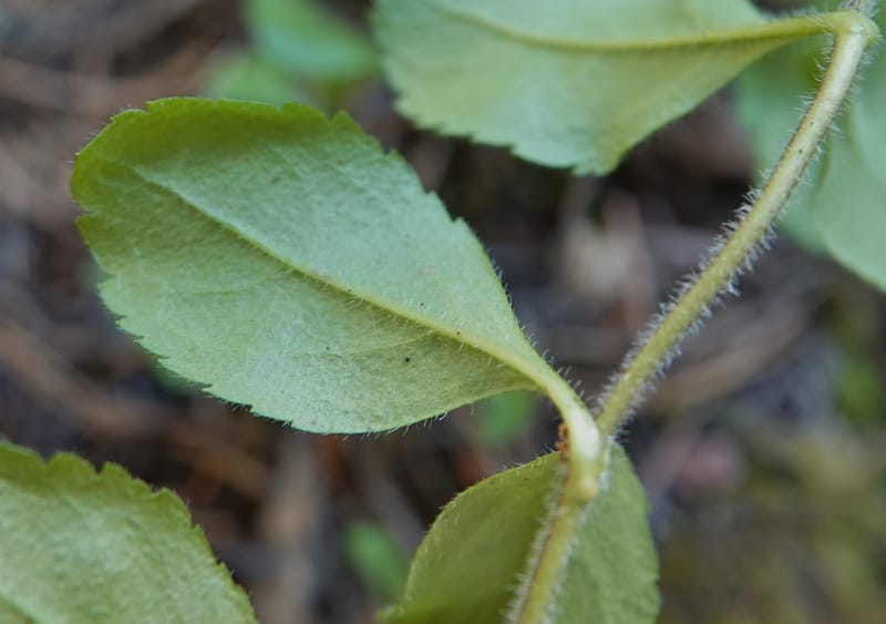 Veronica officinalis, C. Davidson 13799--ID. Latah Co. FSR 447. 7 Jul 2018. DSC05707 (133).JPG