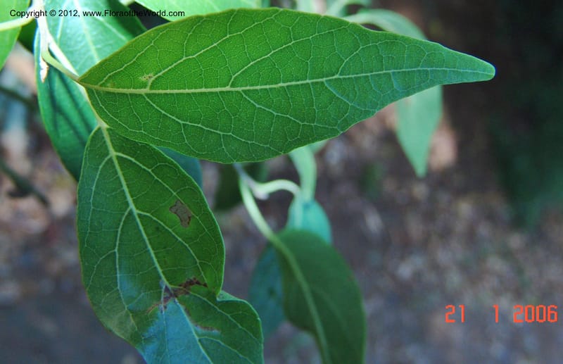 Cordia caffra, Rogers Z 916-Madagascar, Berenty, 21 Jan 2006  070 (7).jpg