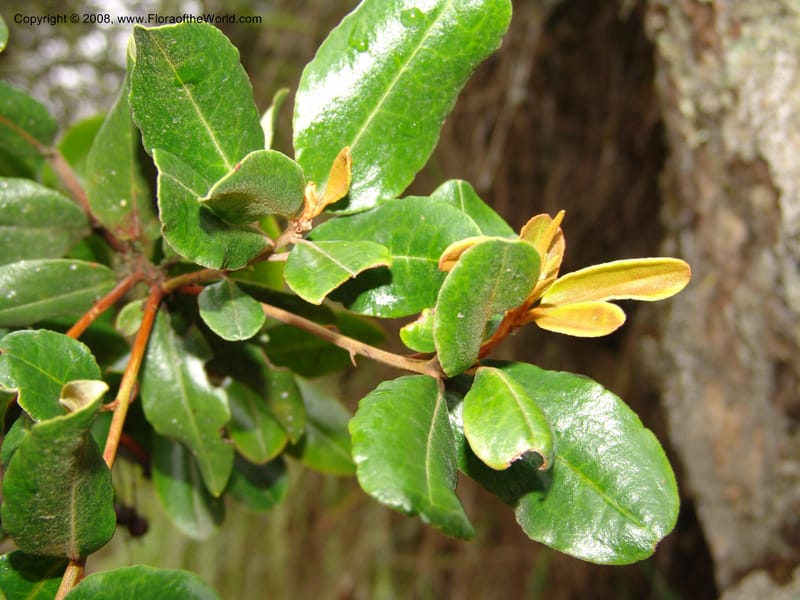 Bejaria aestuans--Peru. Macchu Pichu. 23 Oct 07. 251.jpg