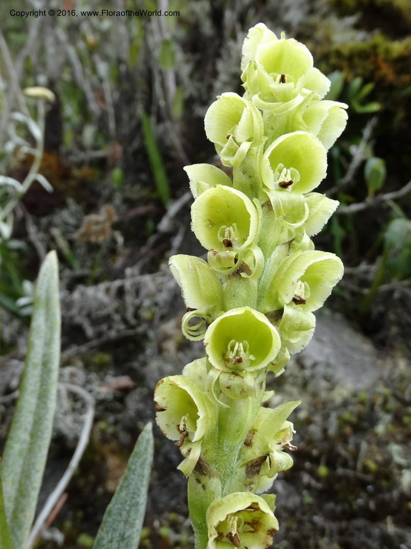Altensteinia virescens, Ulloa, C 2470--Ecuador. Res. Yanacocha. 21 Apr 2015. DSC02117 (61).JPG