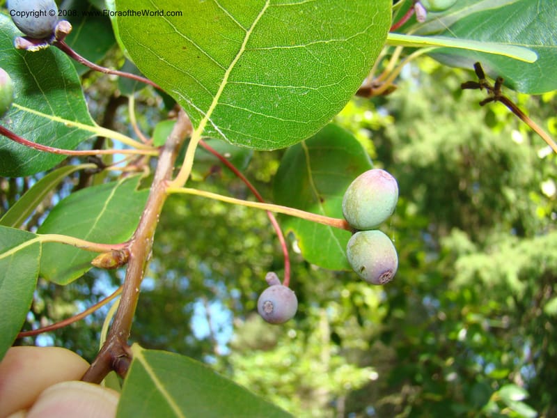 Nyssa sylvatica--Australia. Royal Botanic Garden, Melbourne. 19-20 Mch 08. 221.jpg