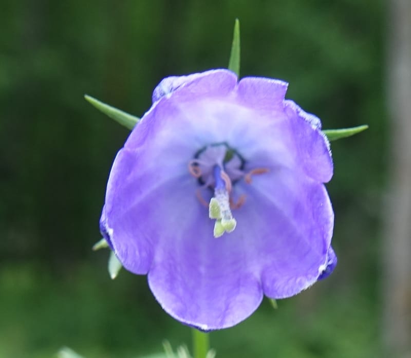 Campanula rhomboidalis, Davidson, C 13268--Switzerland. Valais. 6 km from Gletsch. 2 Jul 2016. DSC08136 (5).JPG