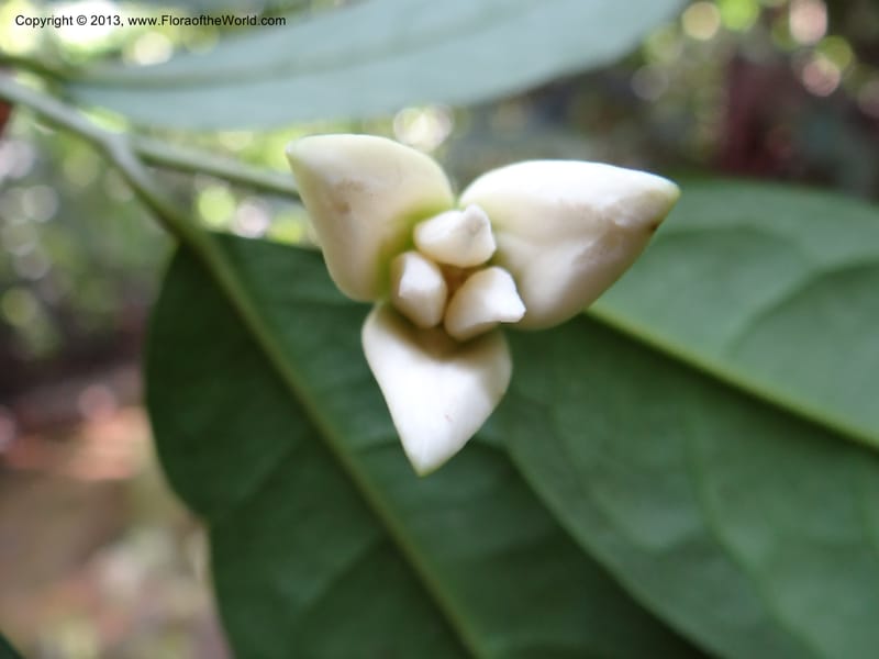 Anaxagorea, VC 5656--Thailand. Trang. Khao Baan Thad. 17 Nov 2012. DSC00079 (56).JPG